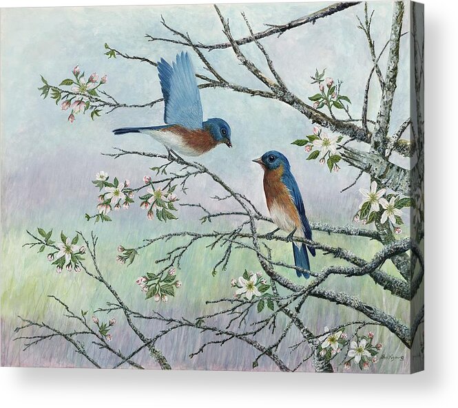 Bluebirds; Trees; Wildlife Acrylic Print featuring the painting The Gift by Ben Kiger