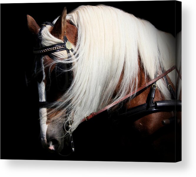 Animal Acrylic Print featuring the photograph The Halflinger by Davandra Cribbie