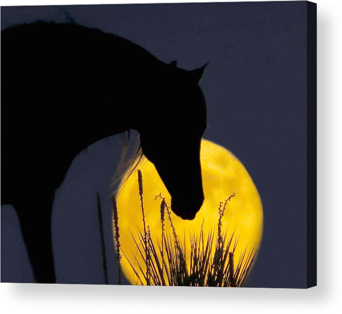 Moon Acrylic Print featuring the photograph The Horse in the Moon by Dawn Key