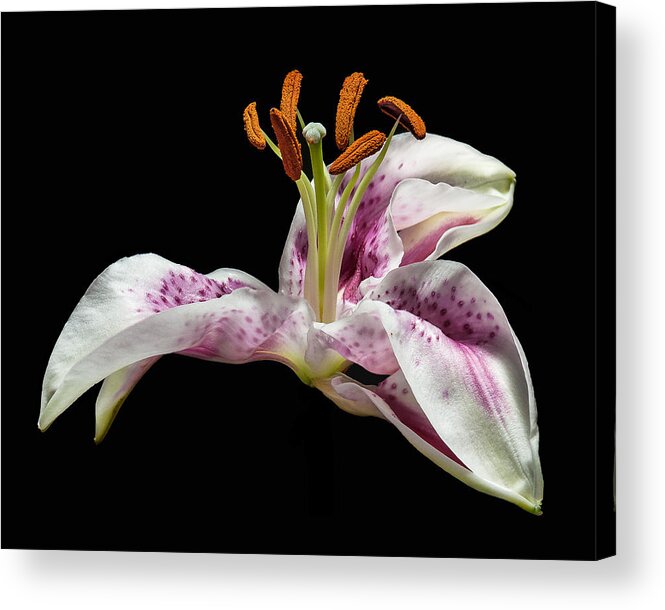 Lilly Acrylic Print featuring the photograph The Lilly by Len Romanick