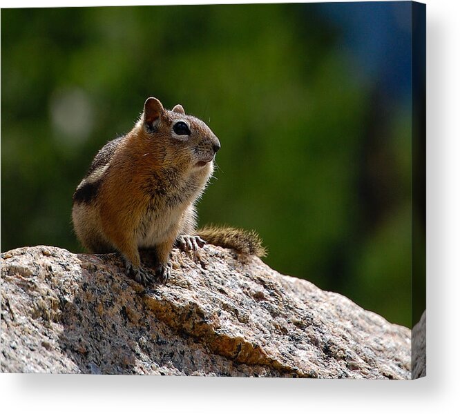 Golden Mantled Squirrel Acrylic Print featuring the photograph The Lookout by Jennifer Kano