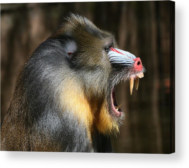 Mature Adult Acrylic Print featuring the photograph The Mandrill Sergeant by Ger Bosma