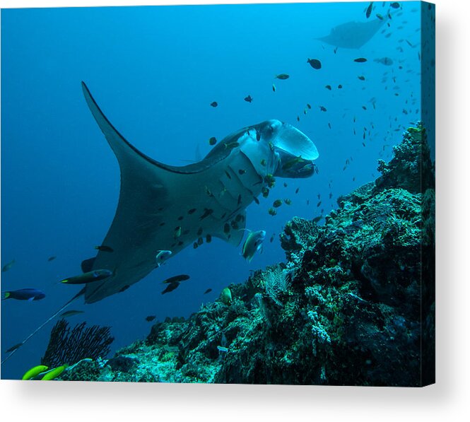 Manta Ray Acrylic Print featuring the photograph The manta from Manta Alley by Terry Cosgrave