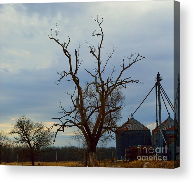 Tree Acrylic Print featuring the photograph The Stark Tree by Alys Caviness-Gober