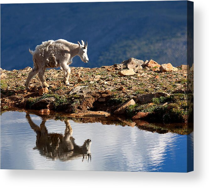 Mountain Goats Acrylic Print featuring the photograph The Walk-About by Jim Garrison