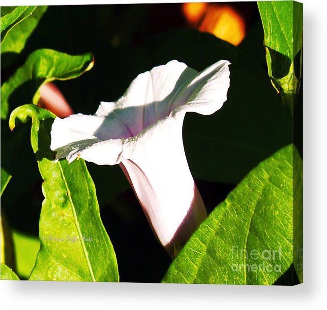 Fine Art Photography Acrylic Print featuring the photograph The White Trumpet by Patricia Griffin Brett
