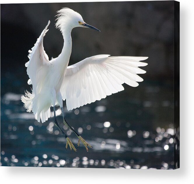 Egret Acrylic Print featuring the photograph The White Winged Wonder by Nathan Rupert