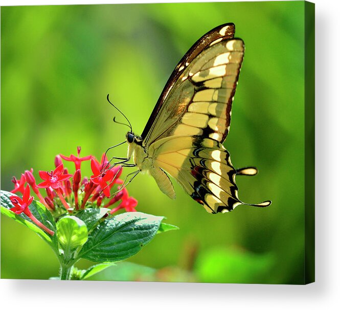 Animal Themes Acrylic Print featuring the photograph Thoas Swallow Tail Butterfly In Flight by Lasting Image By Pedro Lastra