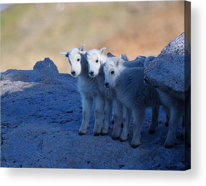 Mountain Goats; Posing; Group Photo; Baby Goat; Nature; Colorado; Crowd; Baby Goat; Mountain Goat Baby; Happy; Joy; Nature; Brothers Acrylic Print featuring the photograph Three and One More by Jim Garrison