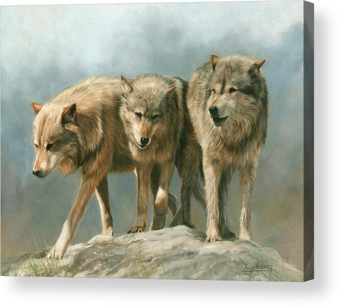 Wolf Acrylic Print featuring the painting Three Wolves by David Stribbling