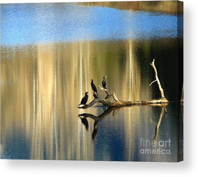 Cormorants Acrylic Print featuring the photograph Different Perspectives by Michelle Twohig