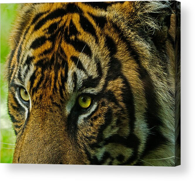 Tiger Acrylic Print featuring the photograph Tiger by John Johnson