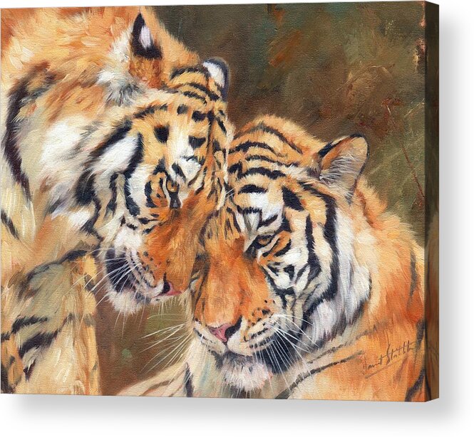 Tiger Acrylic Print featuring the painting Tiger Love by David Stribbling