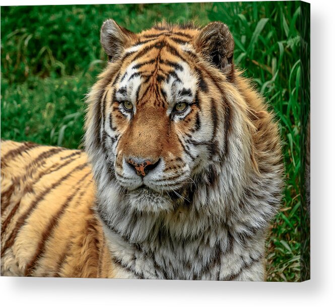 Amur Tiger Acrylic Print featuring the photograph Tiger Tiger by Yeates Photography
