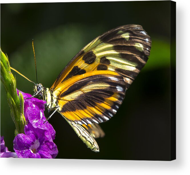 Tropical Acrylic Print featuring the photograph Tiger Wing Butterfly by Sean Allen