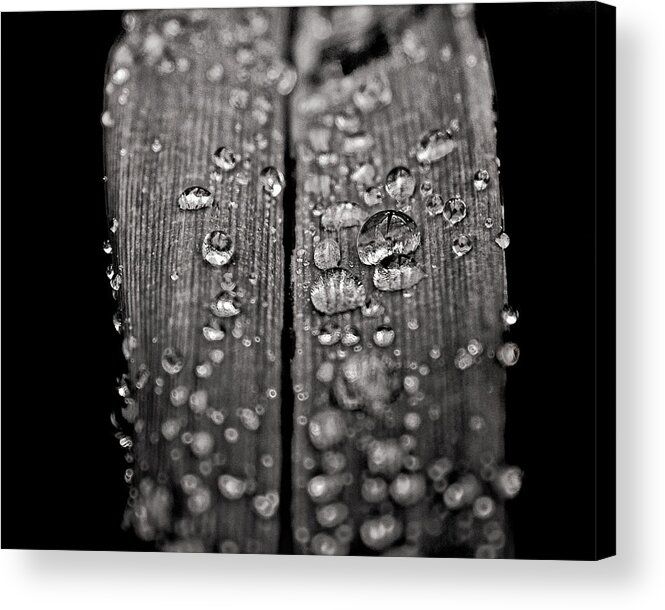 Abstract Acrylic Print featuring the photograph Tiny Worlds 2 by Brian Carson