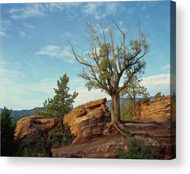 Old Acrylic Print featuring the photograph Tree in the Rocks by Richard Smith