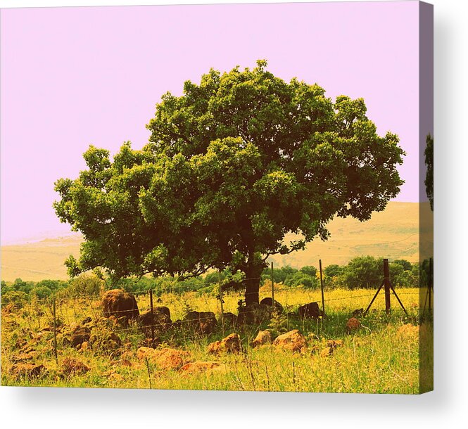 Tree Acrylic Print featuring the photograph Tree Purple Sky Golan by Rita Adams