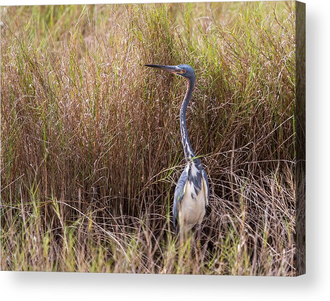 Tricolored Heron Acrylic Print featuring the photograph Tricolored Heron Peeping Over the Rushes by John M Bailey