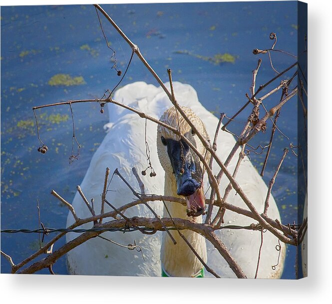 Trumpeter Swan Acrylic Print featuring the photograph Trumpeter Swan Eating by Michael Dougherty