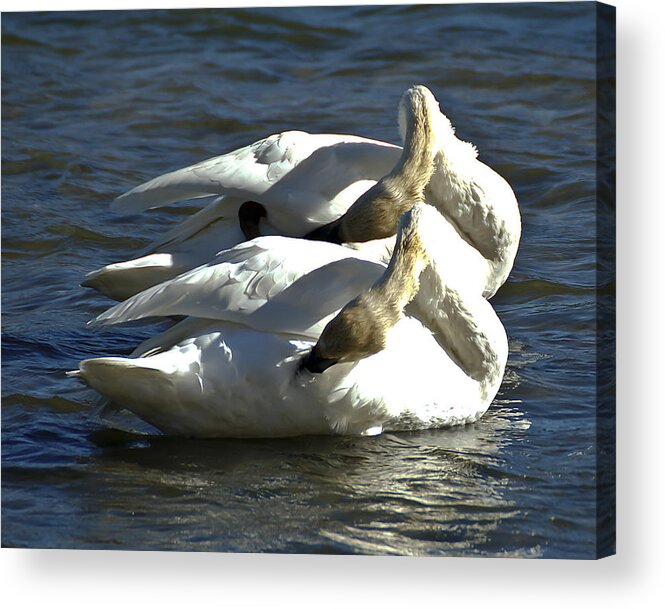 Photography Acrylic Print featuring the photograph Trumpeter Swans Synchronized Swimming by Lee Kirchhevel
