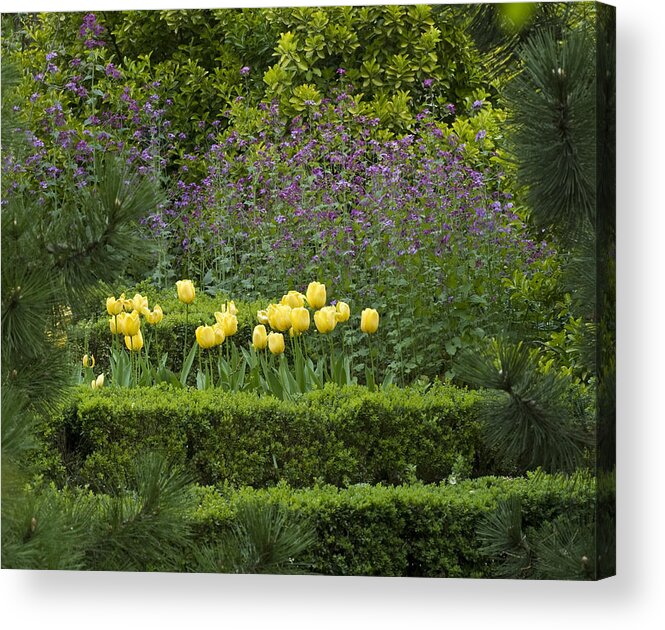 Frank Tschakert Acrylic Print featuring the photograph Tulip Garden by Frank Tschakert