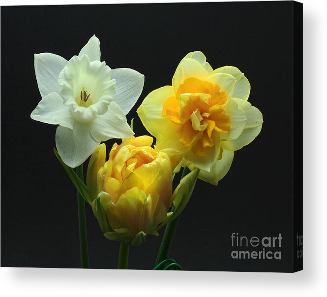 Tulip Acrylic Print featuring the photograph Tulip with Daffodils by Robert Pilkington