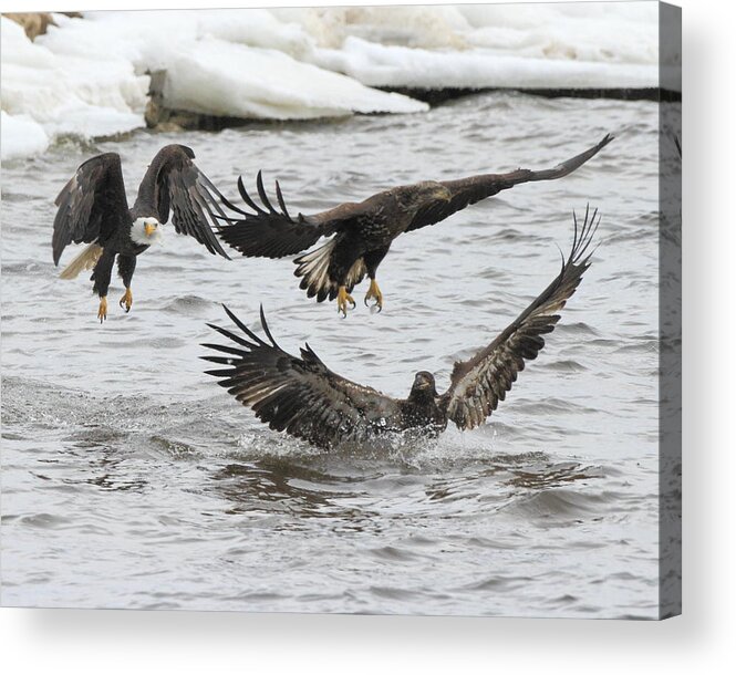 American Bald Eagle Acrylic Print featuring the photograph Two against One by Coby Cooper