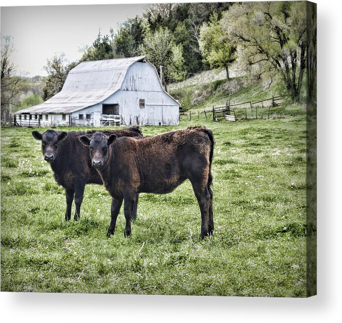 Cow Acrylic Print featuring the photograph Two of a Kind by Cricket Hackmann