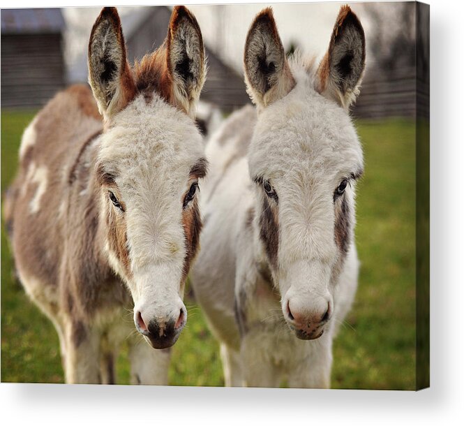 Grass Acrylic Print featuring the photograph Two Sweet Donkeys by Image By Sherry Galey