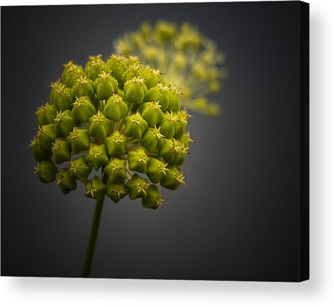 Sunrise Acrylic Print featuring the photograph Unknown Wildflower by Peter Scott