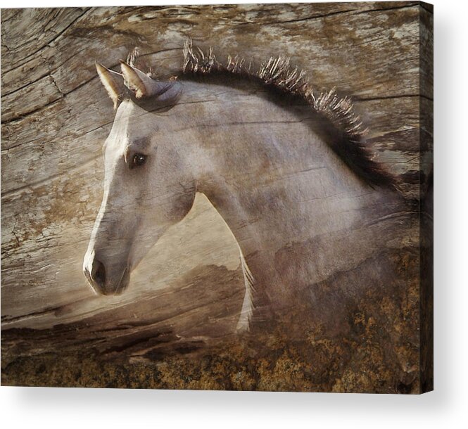 Spirited Horses Acrylic Print featuring the photograph UNO by Melinda Hughes-Berland