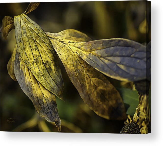 Autumn Acrylic Print featuring the photograph Until Spring by Julie Palencia