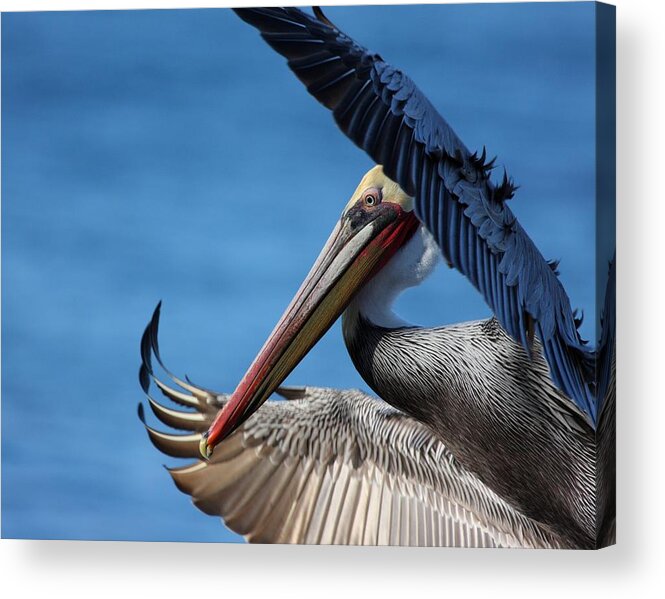 Pelican Acrylic Print featuring the photograph Up close and personal by Nathan Rupert