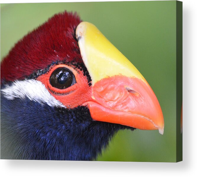 Touraco Acrylic Print featuring the photograph Violet Plantain Eater by Richard Bryce and Family
