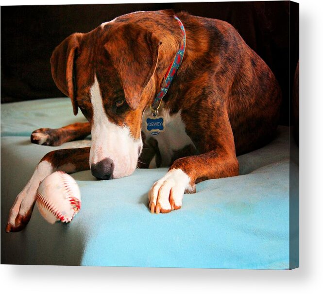 Animals Acrylic Print featuring the photograph Wait for it   Wait for it by Robert McCubbin