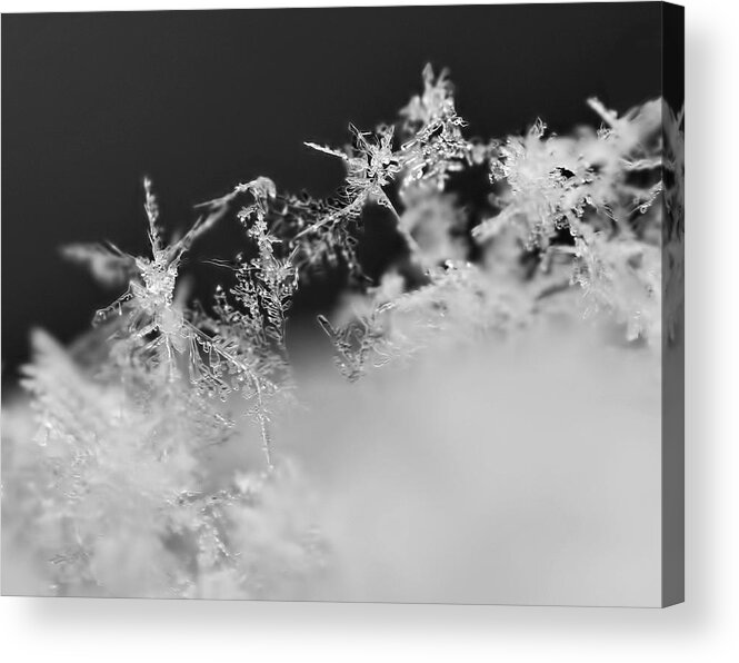 Snowflake Acrylic Print featuring the photograph Waltz of the Snowflakes by Rona Black