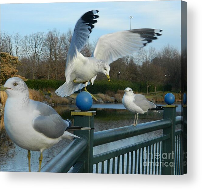 Seagulls Photographs Acrylic Print featuring the photograph Watch And Learn by Emmy Vickers