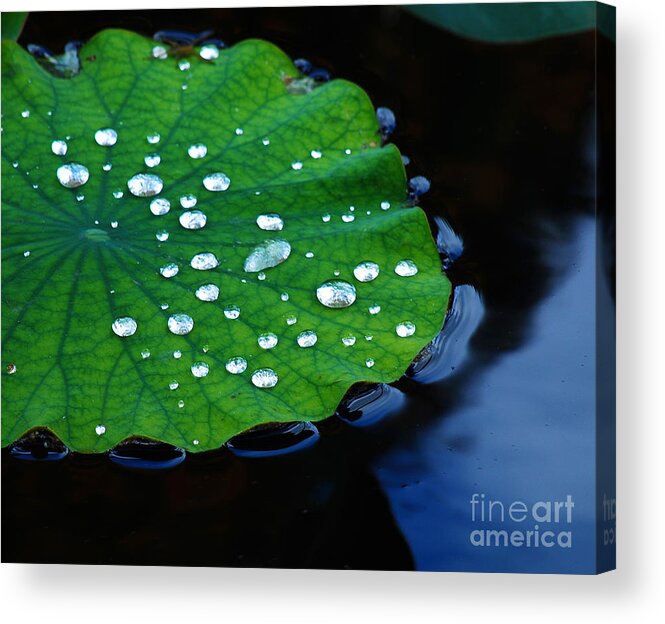 Water Acrylic Print featuring the photograph Waterdrops on Lilypad by Nancy Mueller