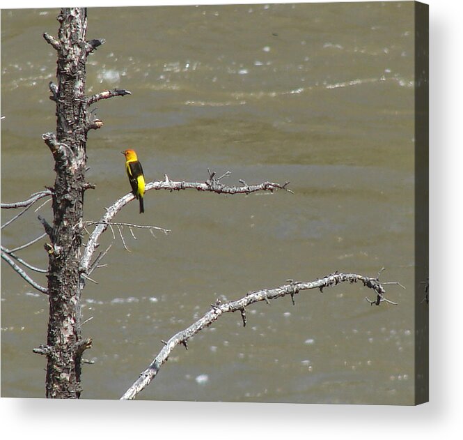Birds Acrylic Print featuring the photograph Western Tanager Profile by Carl Moore