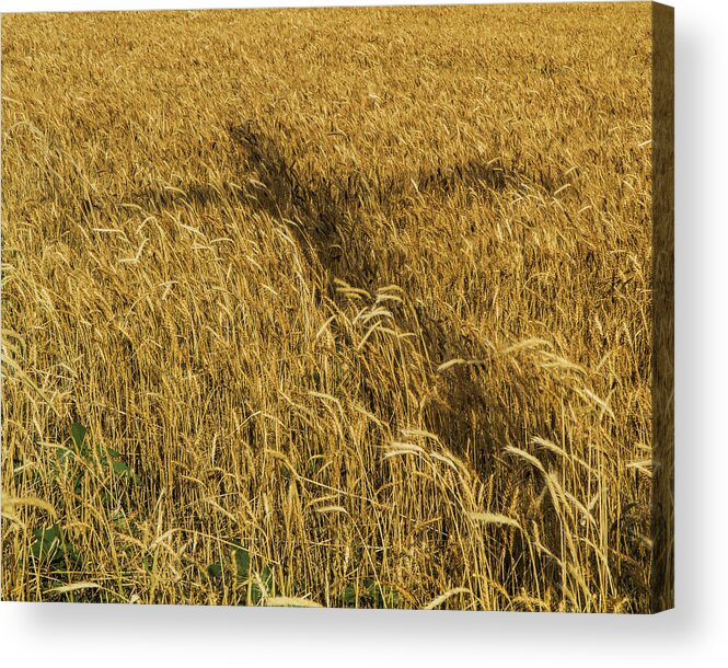 Kansas Acrylic Print featuring the photograph Wheat with cross by Rob Graham