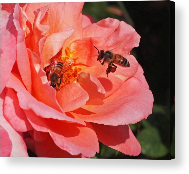  Acrylic Print featuring the photograph Wheels Down by Rona Black