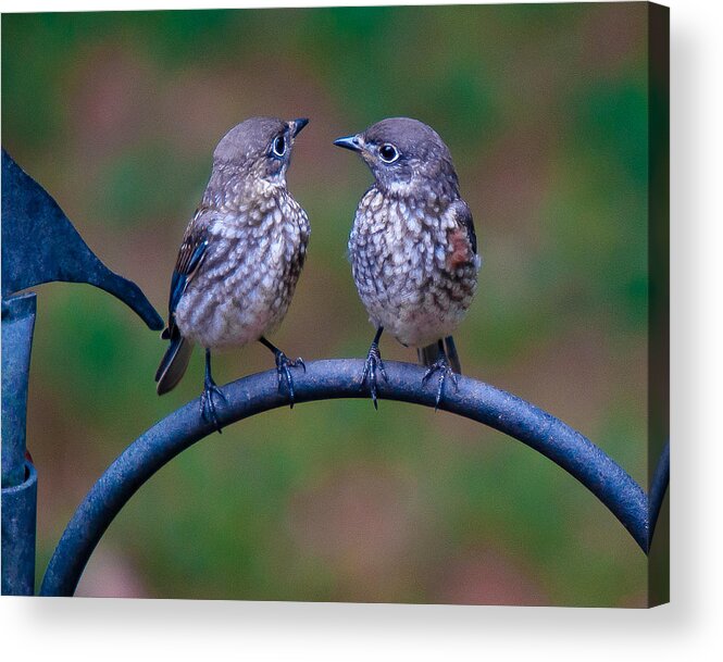 Bluebird Acrylic Print featuring the photograph When's Dad Coming Back? by Robert L Jackson