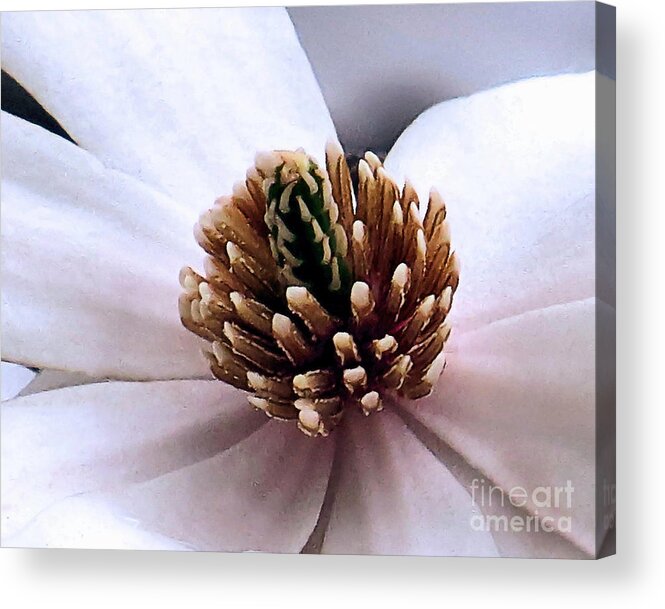 White Magnolia Acrylic Print featuring the photograph White Beauty by Janice Drew