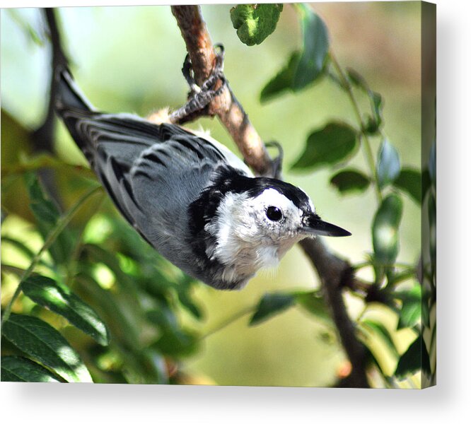 Nuthatch Acrylic Print featuring the photograph White Breasted Nuthatch by Gene Tatroe