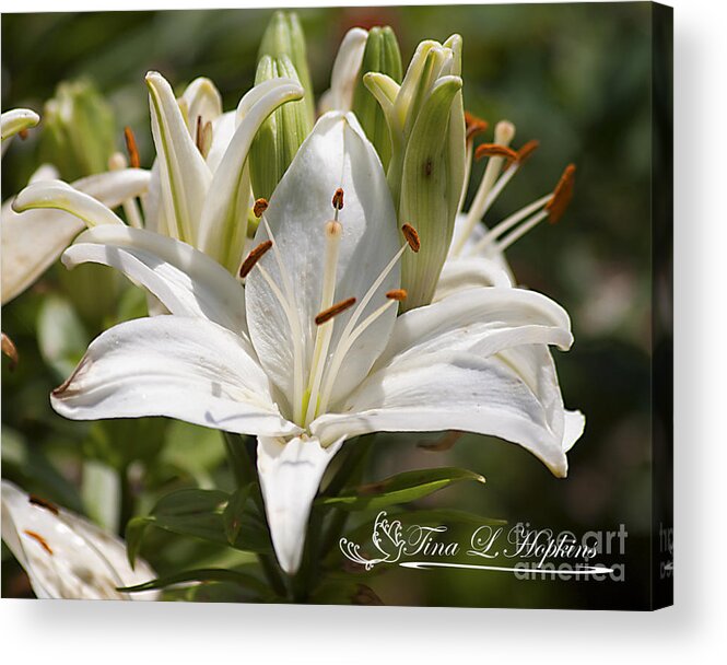 Photograph Acrylic Print featuring the photograph White Day Lily 20120615_36a by Tina Hopkins