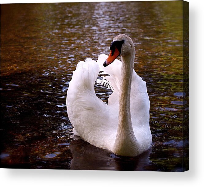 Swan Acrylic Print featuring the photograph White Swan by Rona Black