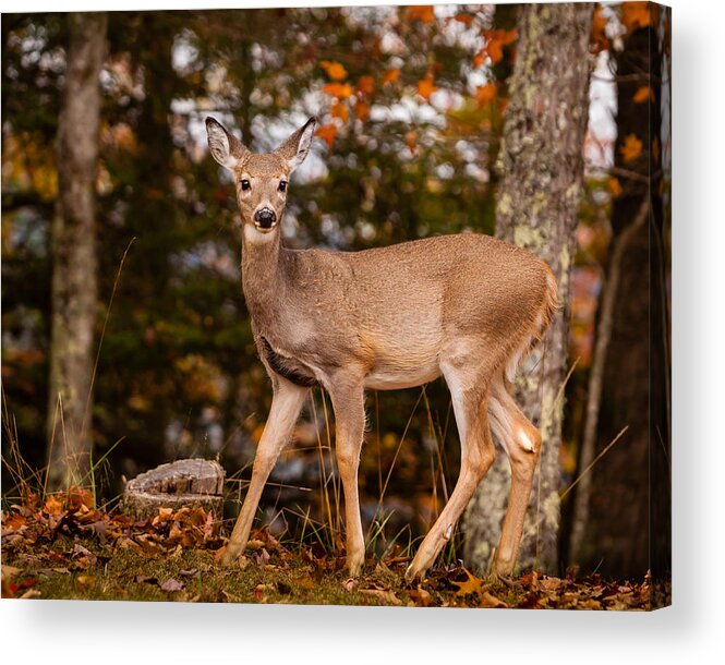 2013 Acrylic Print featuring the photograph White Tail in Autumn by Melinda Ledsome