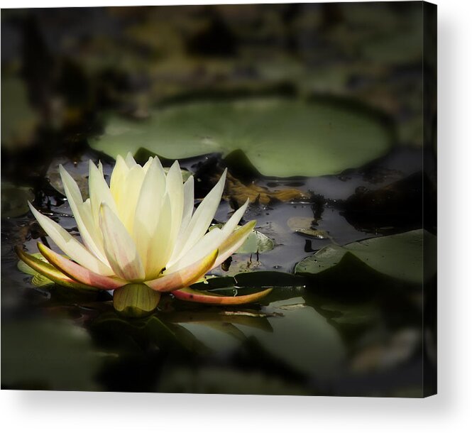 Beautiful White Water Lily Blossom Acrylic Print featuring the photograph White water lily blossom by Peter V Quenter