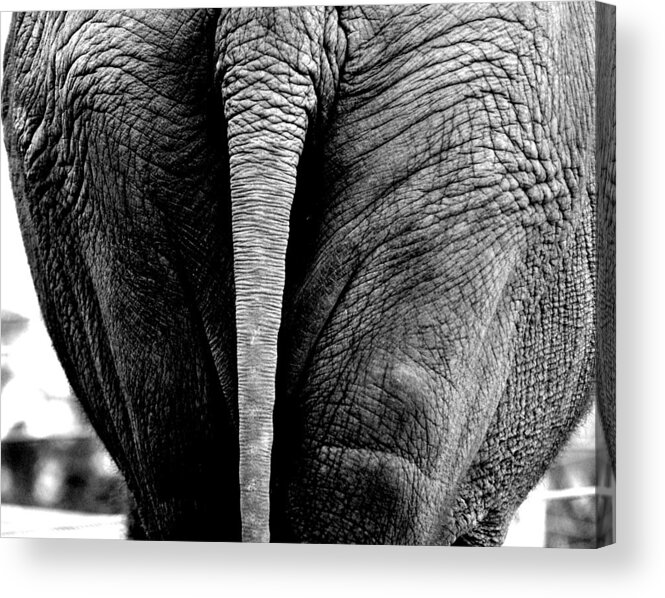 Elephant Acrylic Print featuring the photograph Wide Load by Jeremiah John McBride